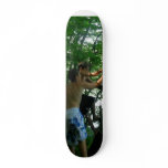 joeys skatepark skateboards