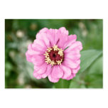 Johann's Beauty Mini Print Business Cards