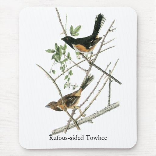 John Audubon Rufous-sided Towhee Mouse Pad