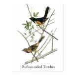 John Audubon Rufous-sided Towhee Postcard