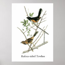 John Audubon Rufous-sided Towhee