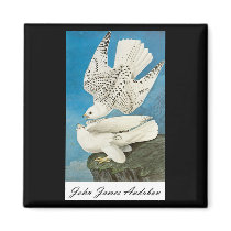 John James Audubon Gyrfalcon magnets