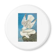 John James Audubon Gyrfalcon magnets
