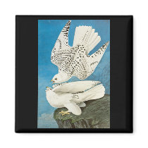 John James Audubon Gyrfalcon magnets