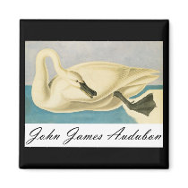John James Audubon Trumpeter Swan magnets
