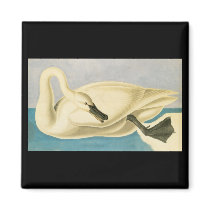 John James Audubon Trumpeter Swan magnets