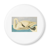 John James Audubon Trumpeter Swan magnets