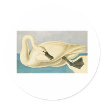 John James Audubon Trumpeter Swan stickers