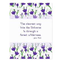 John Muir Nature Quote with Spring Crocus Flowers Postcard