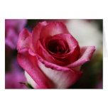 Jolene Rose cards