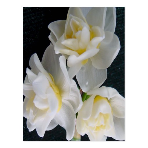 Jonquil Flower - Ecclesiastes 3:1 Postcard