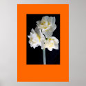 Jonquil Flower posters