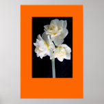 Jonquil Flower posters