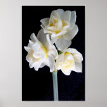 Jonquil Flower posters