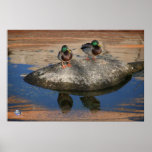 JOSHUA MALLARDS 2 posters