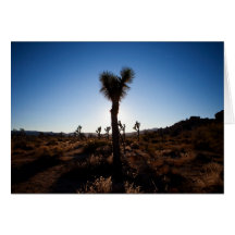 Joshua Tree 1 Card