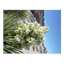 Joshua Tree bloom Postcards