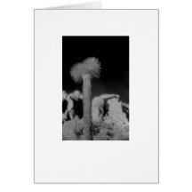 "Joshua Tree" Card