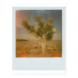Joshua Tree Decorated Postcard