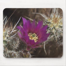 Joshua Tree Desert Blooms Mouse Pads