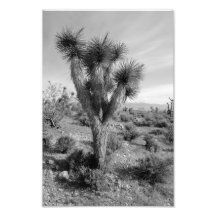 Joshua Tree Forest, Utah Photo Art