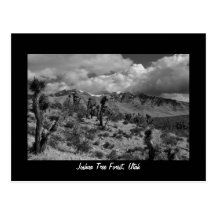 Joshua Tree Forest, Utah Post Card