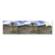 Joshua tree in the desert bumper stickers