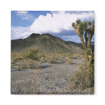 Joshua tree in the desert magnets