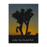 Joshua Tree National Park, California Postcard