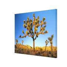 Joshua Tree National Park, California. USA. Canvas Prints