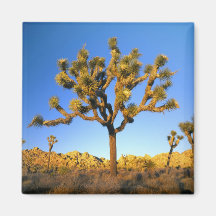 Joshua Tree National Park, California. USA. Fridge Magnets