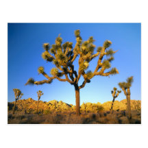 Joshua Tree National Park, California. USA. Post Cards