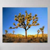 Joshua Tree National Park, California. USA.