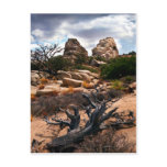 Joshua Tree National Park Postcard