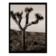 Joshua Tree Postcard