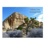 Joshua Tree Postcard!