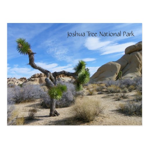 Joshua Tree Postcard!