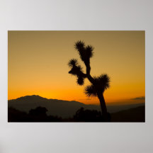 Joshua Tree Sunset Posters
