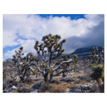 Joshua trees, Meadview, Arizona, U.S.A. Flyer Design