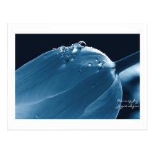 Joy Ice Aqua, Postcard, Tulip & Waterdrops