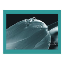 Joy Ice Aqua, Postcard, Tulip & Waterdrops