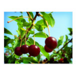 Joys of Summer red cherries Post Cards