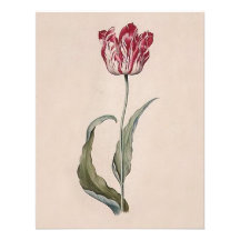 Judith Leyster Tulip Invitations