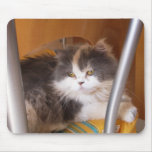 Juju on her chair mousepads