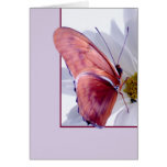 Julia Butterfly cards