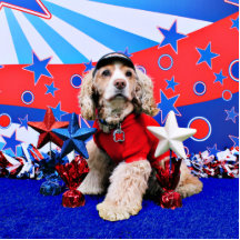 July 4th - Cocker Spaniel - Dutchie Sue Photo Cutout