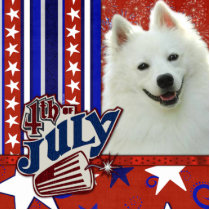 July 4th Firecracker - American Eskimo