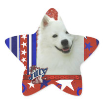 July 4th Firecracker - American Eskimo
