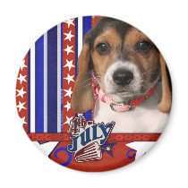 July 4th Firecracker - Beagle Puppy