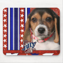 July 4th Firecracker - Beagle Puppy